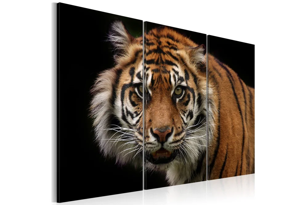 Bilde A Wild Tiger 120x80 v:9831407