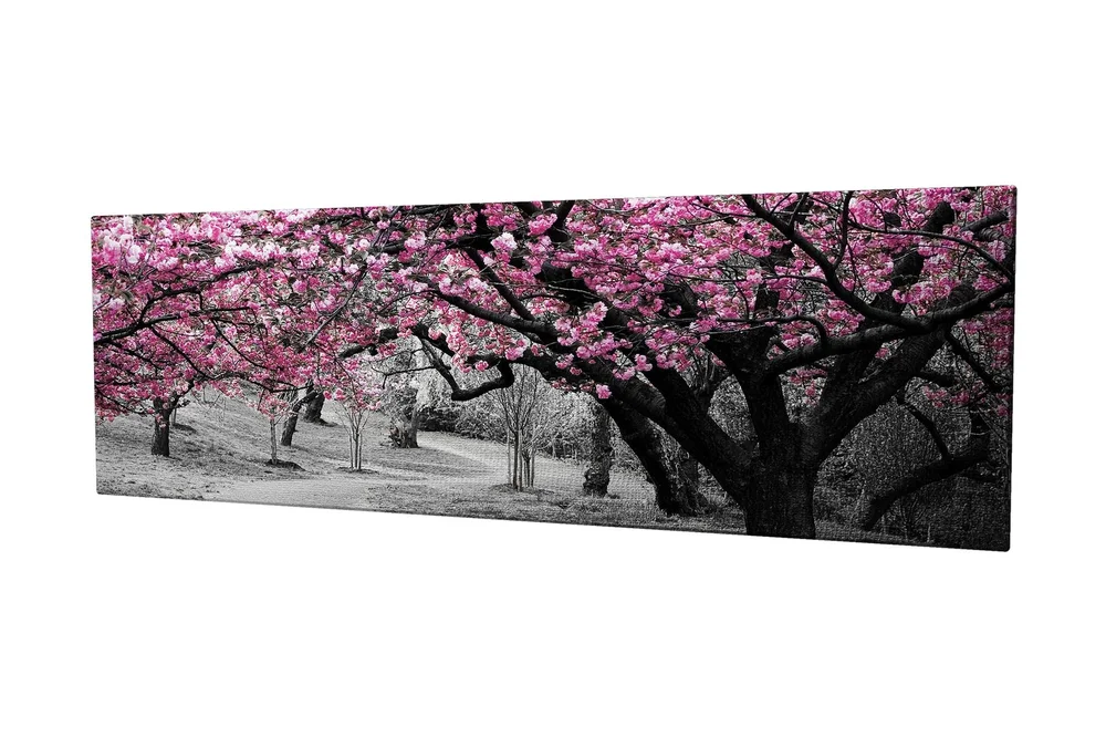 Lerretsbilde 80x30 cm - Blomstrende kirsebærtrær i svart-hvitt landskap v:4978931