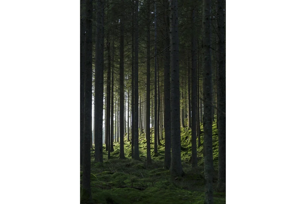 Poster Woods 50x70 cm v:1661853