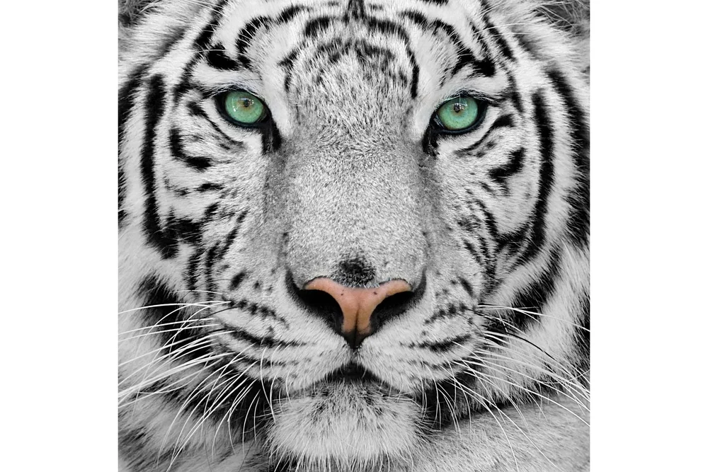 Bilde Tiger v:3721887