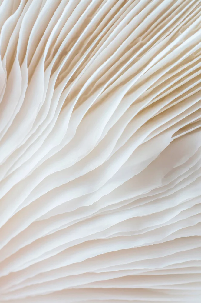 Poster Organic lines 2 – Beige – Dekor | m v:777143 Poster Organic lines 2 – Beige – Dekor | m v:777143