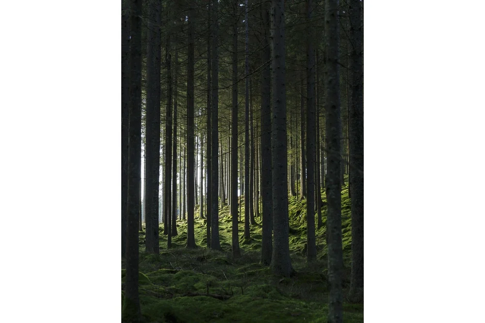 Poster Woods 30x40 cm v:2939844